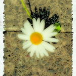 Blumen-06.jpg