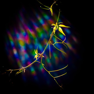 Inspired by Saul-164